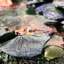 A sculpture with Fish’s in a pond, Feng Shui. A red fish attracts health and prosperity to the home and its residents. A dark-colored fish protects th
