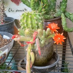 2 Bases de cactus  una  $35 y otra$17