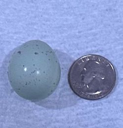 Fresh Blue Celadon Quail Eggs