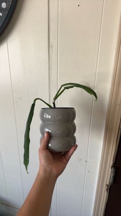 Philodendron with pot