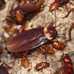 Don’t let your whole house become infested contact us now