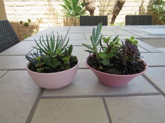 Set Of Pink & Mauve Garden Pots With Succulents