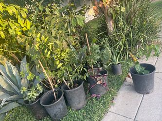 Plants for sale