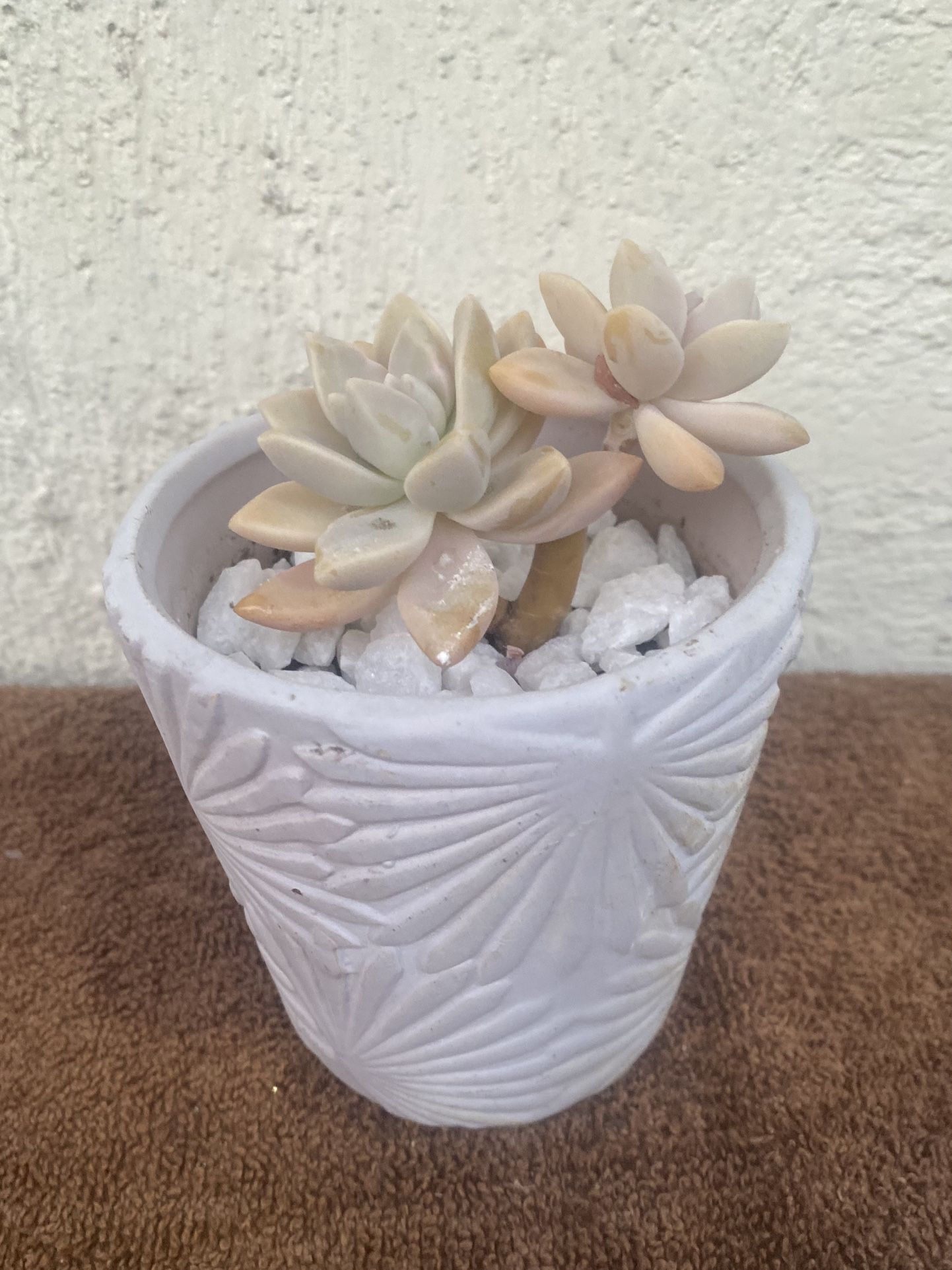 Succulents Ghost Plant 