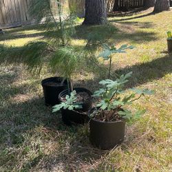 Trees - Loblolly Pine (fig Is Sold)