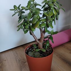 Jade Plant (Yes, It's Available)