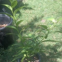 Planta Se llama Huele De Noche  Su Olor Es Jazmín 