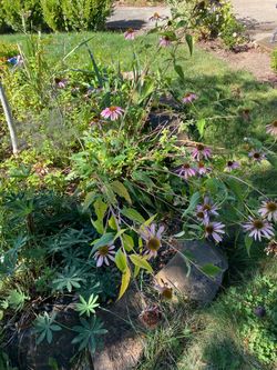 Free plants