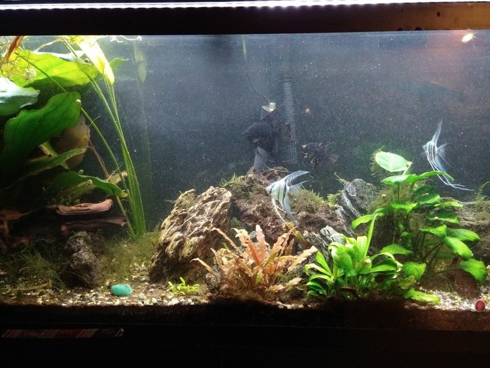 55 Gallon Aquarium With Stand, Filter ,Heater And Full Spectrum Light System