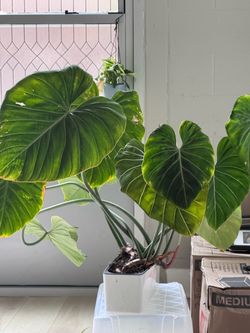 Plant - Philodendron Gloriosum