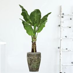 2 Plants Photo Sticker, $5 Great For Office , Home