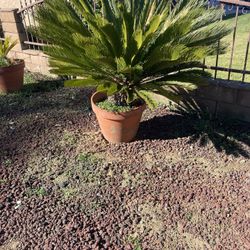 Sago Palm-Large