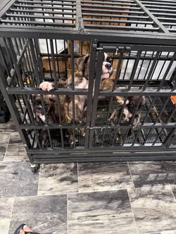 Cage for dogs