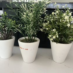 dania fake plants