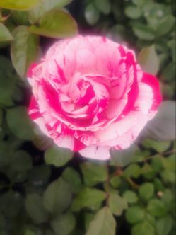 Rosa's 🌹🌹