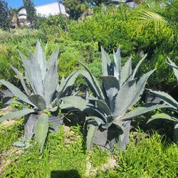 AGAVE 7GALLONS 
