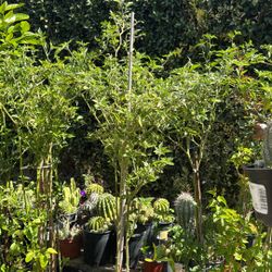 Chile Plant 