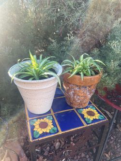 Spider plants in heavy duty ceramic planter pots