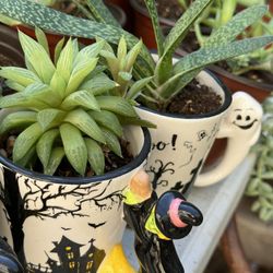 Succulents Plants 4”pot