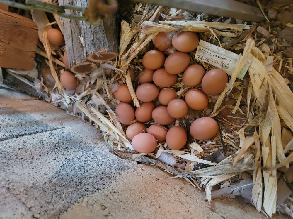 Chicken Eggs 