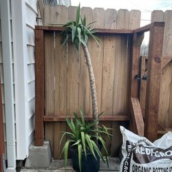 6ft Yucca, 95820