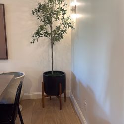 Pot, Stand, And Olive Tree 