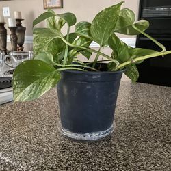 Planta Natural de Pothos , Ivy, Teléfono o Julieta