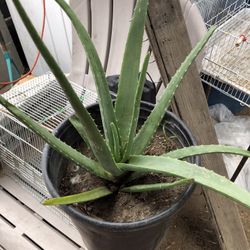 Planta De Sabila