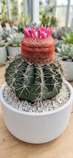 Mellocactus