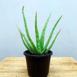 Aloe vera Small