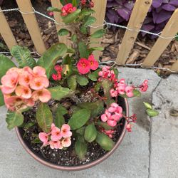 Corona De Cristo Tres Colores Diferentes