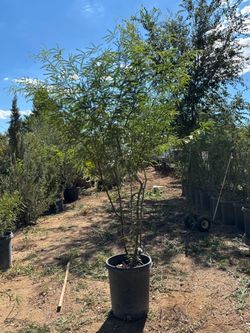Mesquite Trees and Palm trees