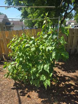 White lilac tree 3' High