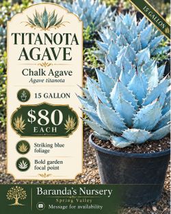 Titanota / Chalk Agave (Agave titanota)
