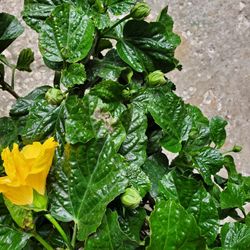 Hibiscus Plant And Flowers 