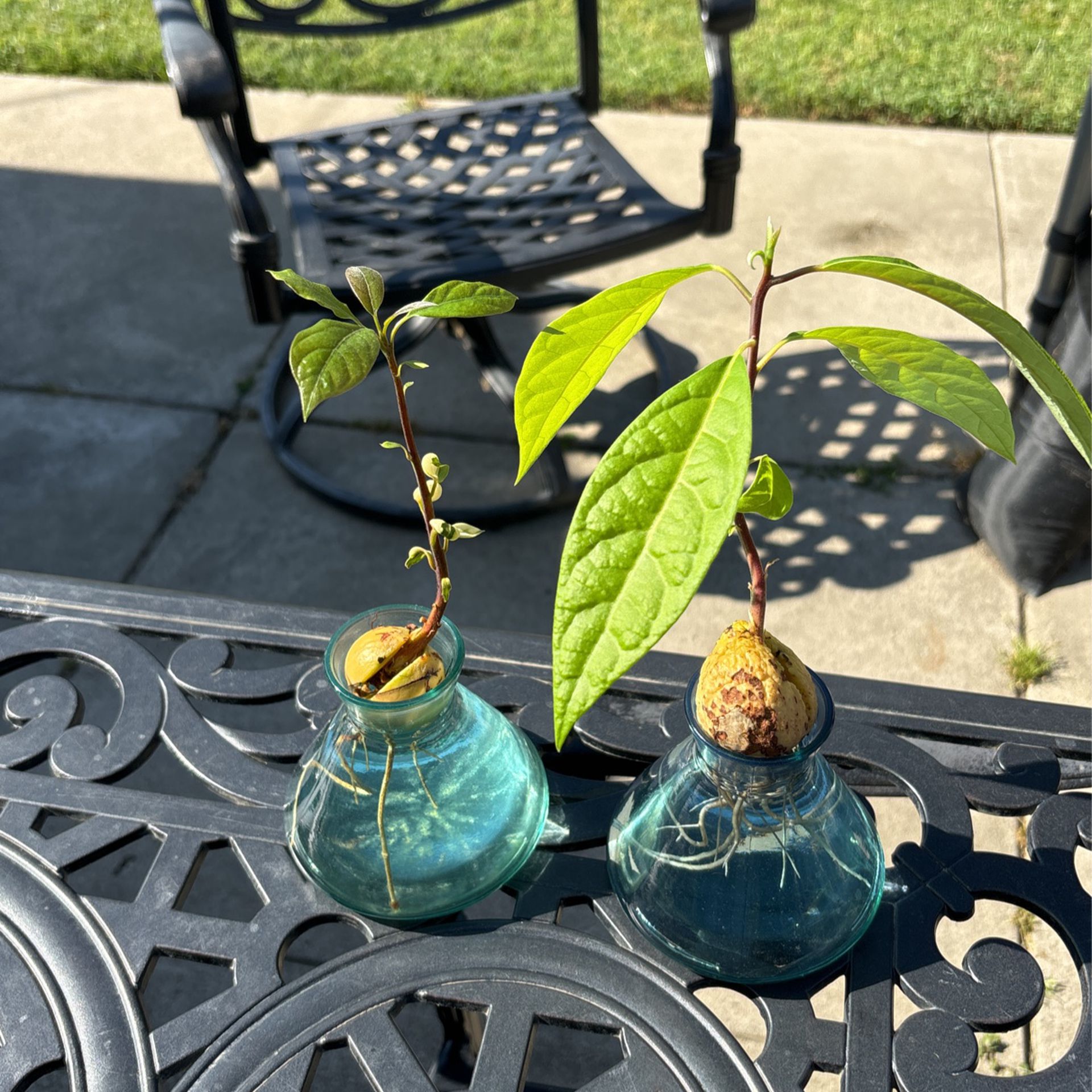 Mother’s Day’s Hass  Avocado Tree 