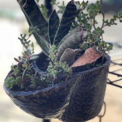 A Mother’s Day Plant Pop-Up! ( SATURDAY-5/3/2025)