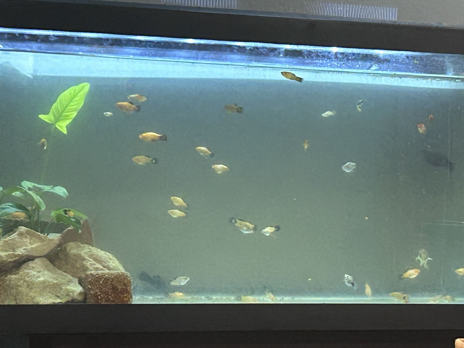 Fish 