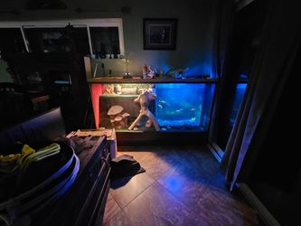Custom reptile cage, made feom a store display case very large
