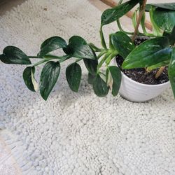 Monstera Standleyana Albo Unrooted CUTTINGS