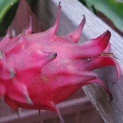 Dragon Fruit Plant