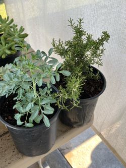 Ruda & Rosemary Plant