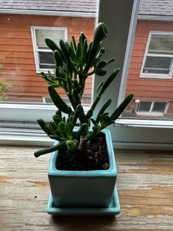 Gollum jade plant