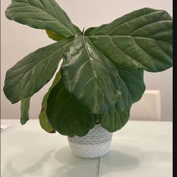 Beautiful Live Fiddle Leaf 🍃 Tree With Contemporary Vase 