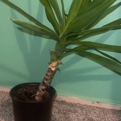 Yucca Plant