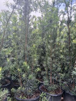 Podocarpus Hedges 5.5-6ft $45