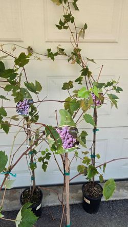 Grapevine Plants Seedless