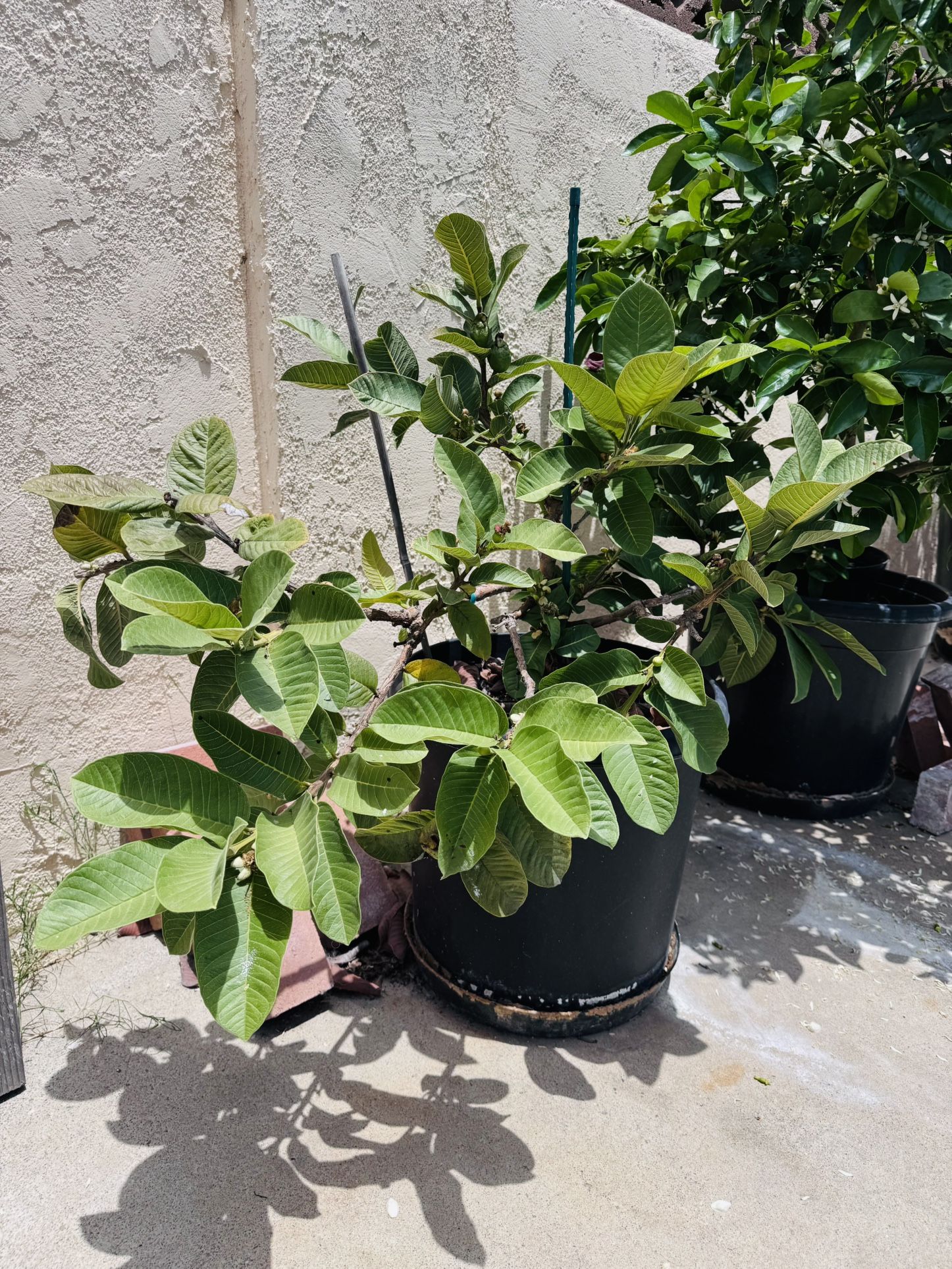 Seedless Dwarf Guava White Tree
