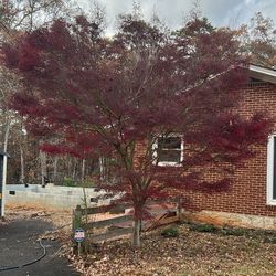 Japanese  Maple Tree 