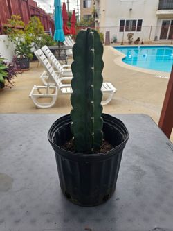 🌵 100% SPINELESS CUDDLY CACTUS (Cereus jamacaru) – Medium / 2 Gallon Pot 🌵
